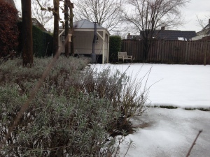 tuin winter