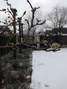 wintertuin