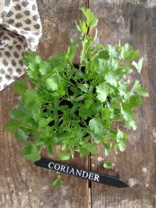koriander